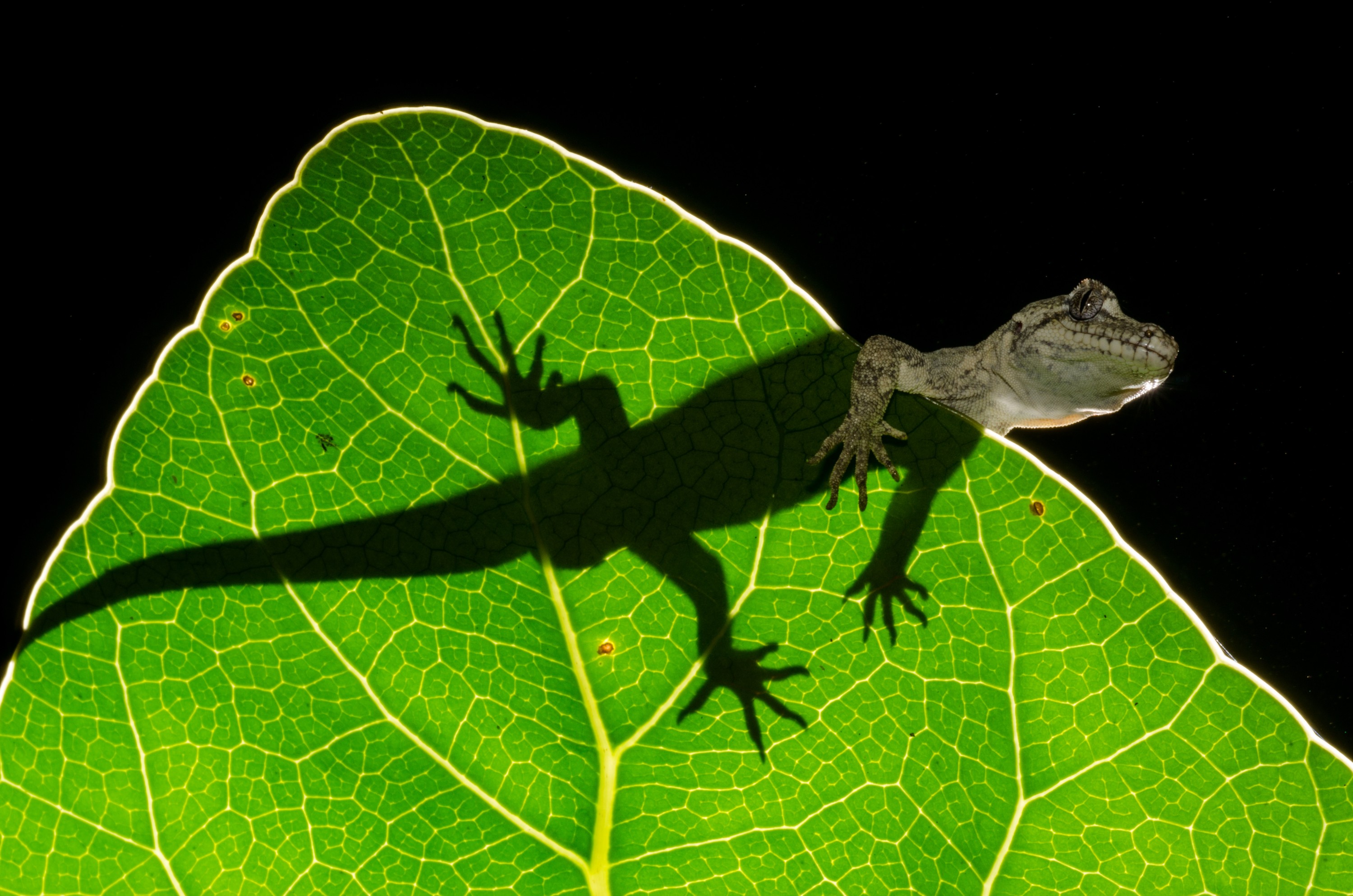 DSC_5197 – Forest, gecko, Hoplodactylus, granulatus, lizard, Crispin, reptiles, amphibians, rare, cold, blood, new, new zealand, zealand, nz